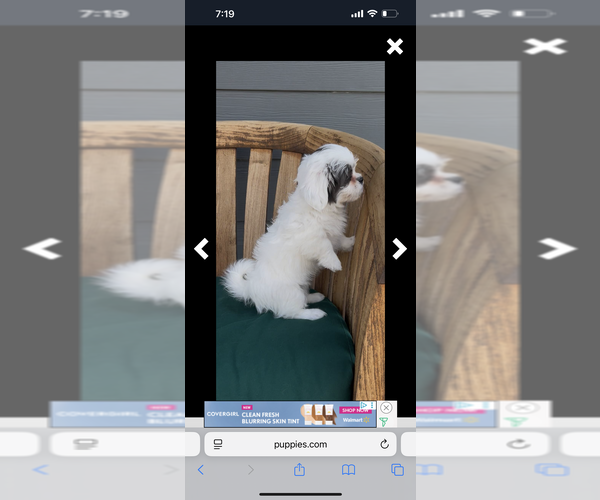 Medium Photo #16 ShihPoo Puppy For Sale in MEAD, CO, USA