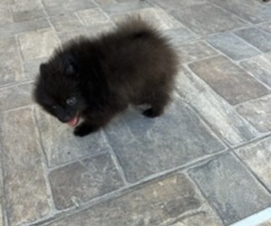 Pomeranian Puppy for sale in CLAIR MEL CITY, FL, USA