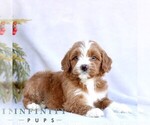 Small #5 Goldendoodle (Miniature)