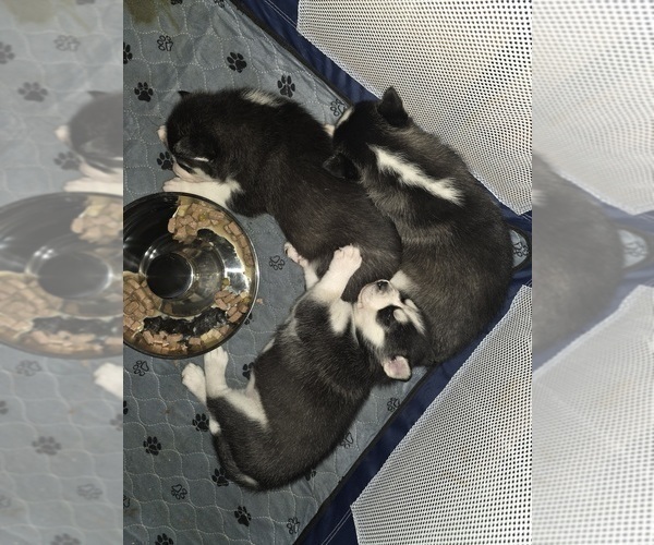 Medium Photo #13 Siberian Husky Puppy For Sale in ALTON, IL, USA