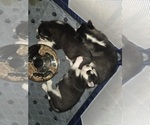 Small #11 Siberian Husky