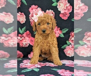 Goldendoodle-Poodle (Miniature) Mix Puppy for sale in GLEN ROCK, PA, USA