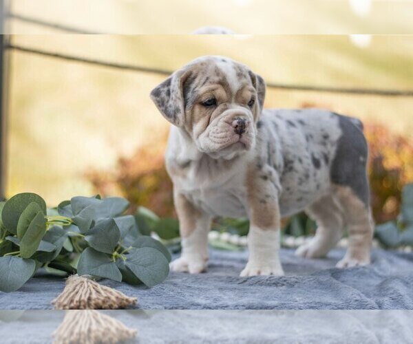 Medium Photo #1 Beabull Puppy For Sale in MILLERSBURG, OH, USA