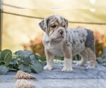Puppy Barbie Beabull