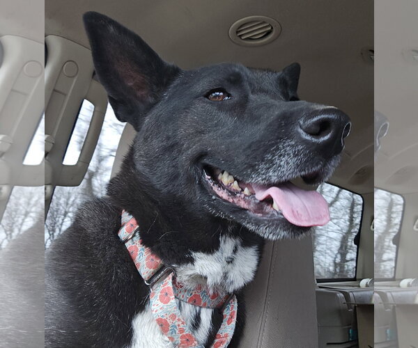 Medium Photo #1 Mutt Puppy For Sale in Brooklyn Center, MN, USA