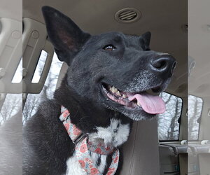 Mutt Dogs for adoption in Brooklyn Center, MN, USA