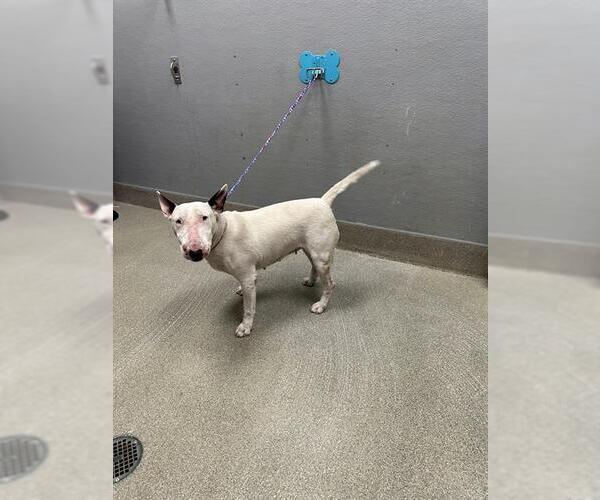 Medium Photo #1 Bull Terrier-Unknown Mix Puppy For Sale in Las Vegas, NV, USA
