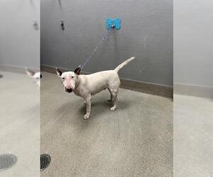 Bull Terrier-Unknown Mix Dogs for adoption in Las Vegas, NV, USA