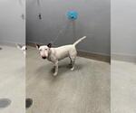 Small Bull Terrier Mix