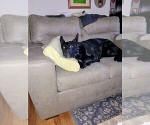 German Shepherd Dog Dogs for adoption in Mt. Airy, MD, USA