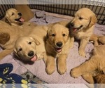 Small #6 Golden Retriever