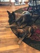 Small Photo #23 Malinois Puppy For Sale in EAGLE POINT, OR, USA