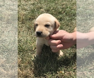 Labrador Retriever Puppy for Sale in SNEEDVILLE, Tennessee USA
