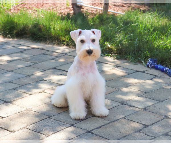 Medium Photo #5 Schnauzer (Miniature) Puppy For Sale in SYRACUSE, IN, USA