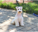 Small #4 Schnauzer (Miniature)