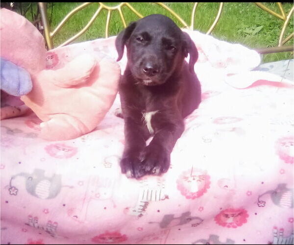 Medium Photo #1 Labrador Retriever-Unknown Mix Puppy For Sale in Aurora, IN, USA
