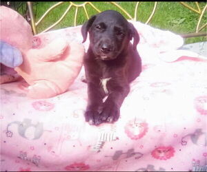 Labrador Retriever-Unknown Mix Dogs for adoption in Aurora, IN, USA