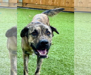 Mutt Dogs for adoption in Hilton Head, SC, USA