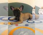 Small Photo #6 French Bulldog Puppy For Sale in BAY VIEW, WI, USA