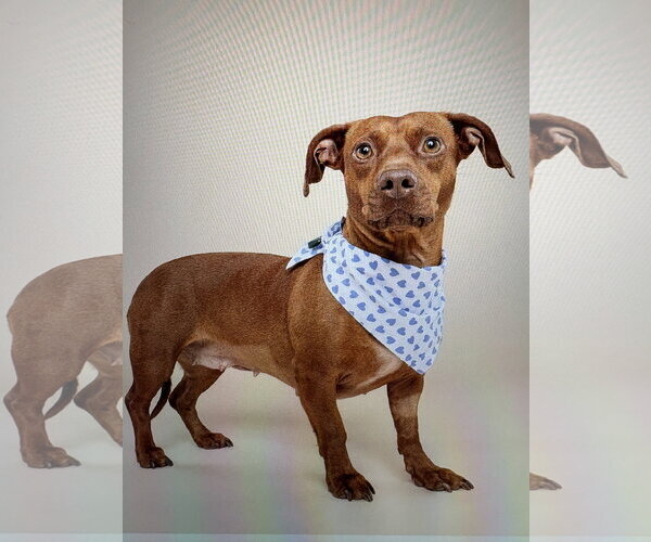 Medium Photo #4 Dachshund Puppy For Sale in Fruitland, SC, USA