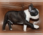 Small Photo #13 Boston Terrier Puppy For Sale in WINNSBORO, TX, USA