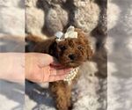Small #4 Poodle (Toy)