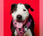 Small #2 Great Dane Mix