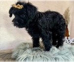 Small #6 YorkiePoo