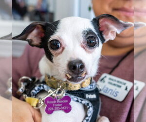 Chihuahua Dogs for adoption in Mundelein, IL, USA