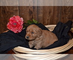 Small Photo #3 Golden Retriever Puppy For Sale in GREENWOOD, WI, USA