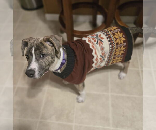 Medium Photo #11 Mutt Puppy For Sale in Fargo, ND, USA