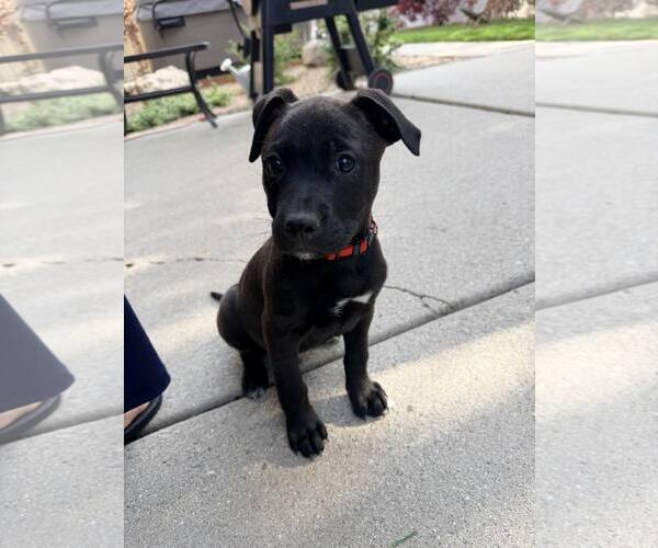 Medium Photo #6 Mutt Puppy For Sale in Sandy, UT, USA