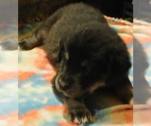 Medium Photo #5 Golden Labrador Puppy For Sale in MESA, CO, USA