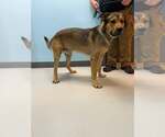 Small German Shepherd Dog Mix