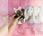 Small #22 Yorkshire Terrier