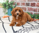 Small #4 Cavapoo (Miniature)