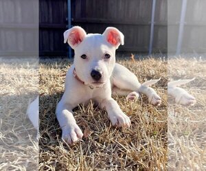 Bull Terrier-Unknown Mix Dogs for adoption in Rockwall, TX, USA