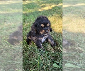Medium Cocker Spaniel