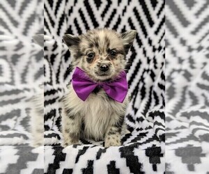 Pomsky Puppy for sale in ATGLEN, PA, USA