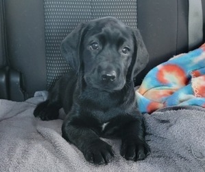 Labrador Retriever Puppy for sale in MULBERRY, FL, USA