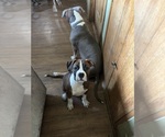 Small #3 American Bully-Boxer Mix