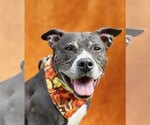 Small #2 American Staffordshire Terrier Mix