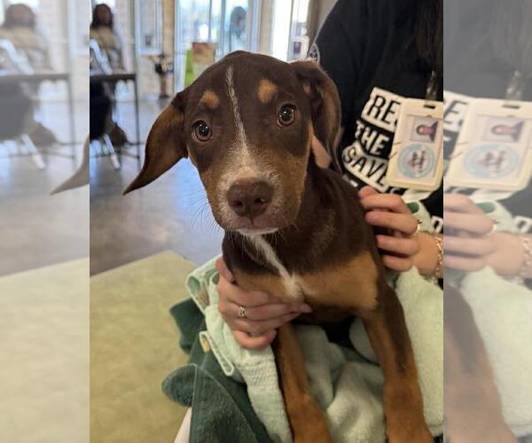 Medium Photo #2 Labrador Retriever-Unknown Mix Puppy For Sale in Rockwall, TX, USA