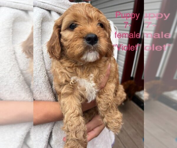 Medium Photo #7 Cavapoo (Miniature) Puppy For Sale in STANLEY, WI, USA