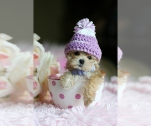 Morkie Puppy for sale in MIAMI BEACH, FL, USA