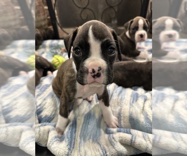Medium Photo #52 Boxer Puppy For Sale in RALEIGH, NC, USA