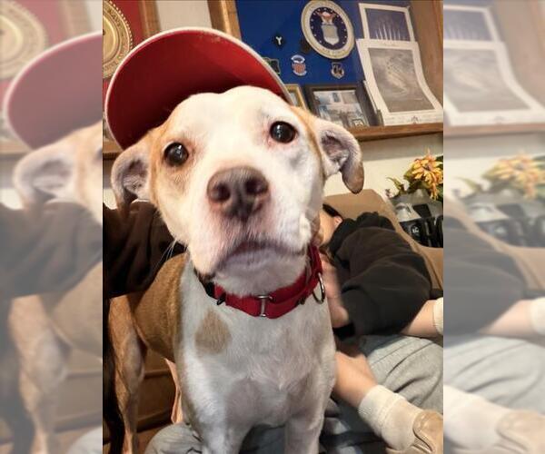 Medium Photo #1 Mutt Puppy For Sale in Las Vegas, NV, USA