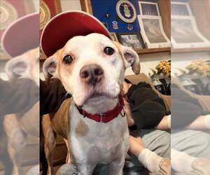 Mutt Dogs for adoption in Las Vegas, NV, USA