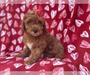 Cavapoo Puppy for sale in LAKELAND, FL, USA