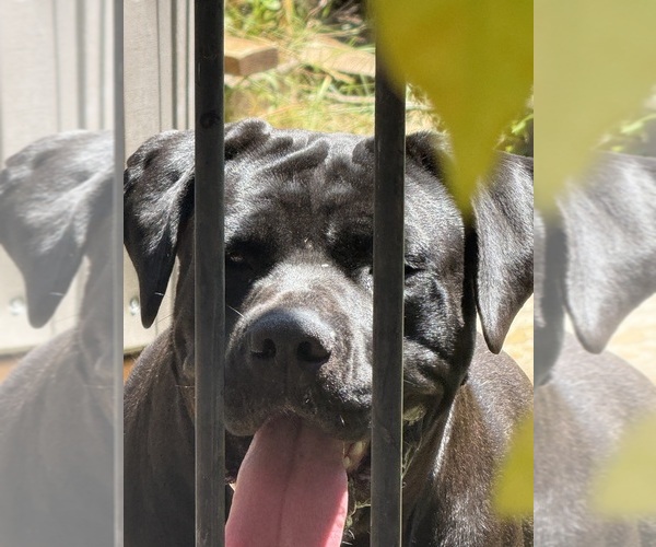 Medium Photo #4 Cane Corso Puppy For Sale in COTTAGE GROVE, OR, USA